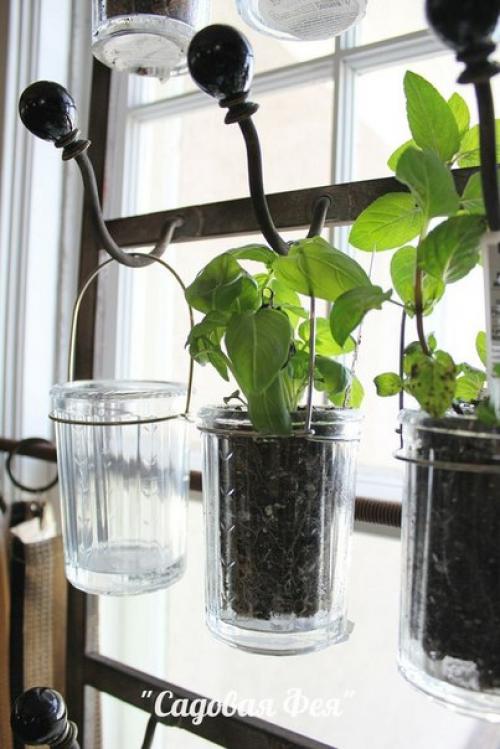 Как выращивать зелень и душистые травы на кухне. 06