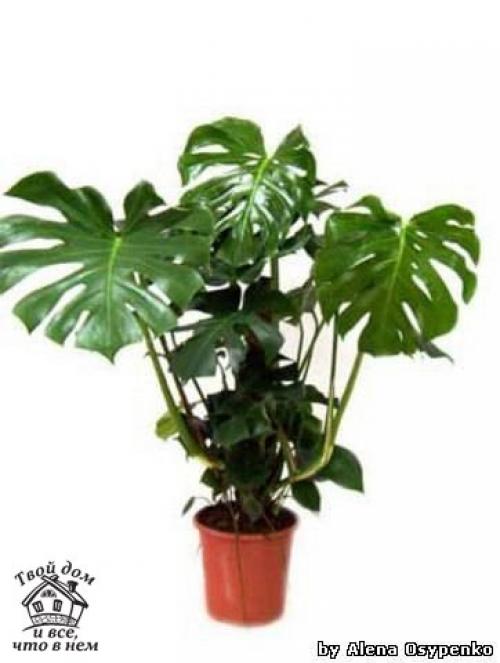 Топ - 10 комнатных растений, которым нужен минимальный уход. 06 Топ - 10 комнатных растений, которым нужен минимальный уход. 06