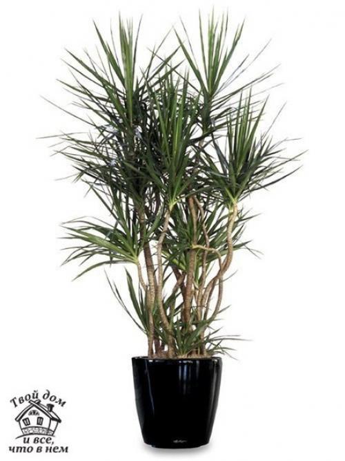 Топ - 10 комнатных растений, которым нужен минимальный уход. 03 Топ - 10 комнатных растений, которым нужен минимальный уход. 03