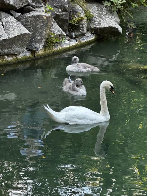 Живилюбитвори 2025. Крымялта. 07