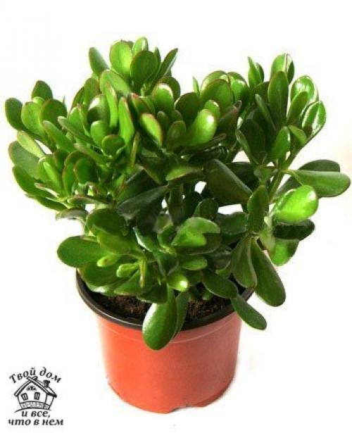 Топ - 10 комнатных растений, которым нужен минимальный уход. 08 Топ - 10 комнатных растений, которым нужен минимальный уход. 08