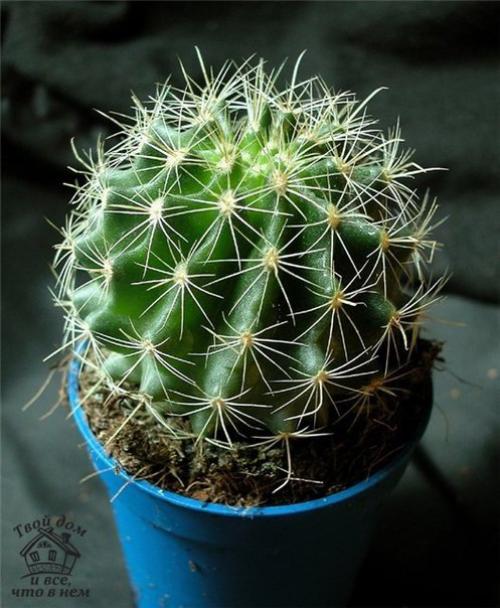 Топ - 10 комнатных растений, которым нужен минимальный уход. 05 Топ - 10 комнатных растений, которым нужен минимальный уход. 05