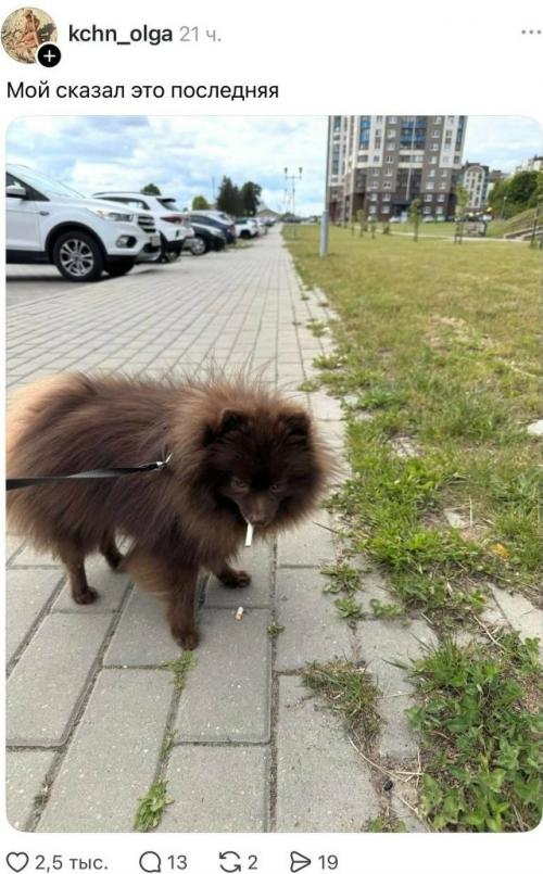 Пост с жалобой на мусор возле дома, в котором автор обвинил во всём Собачников, неожиданно вышел из-под контроля. 04