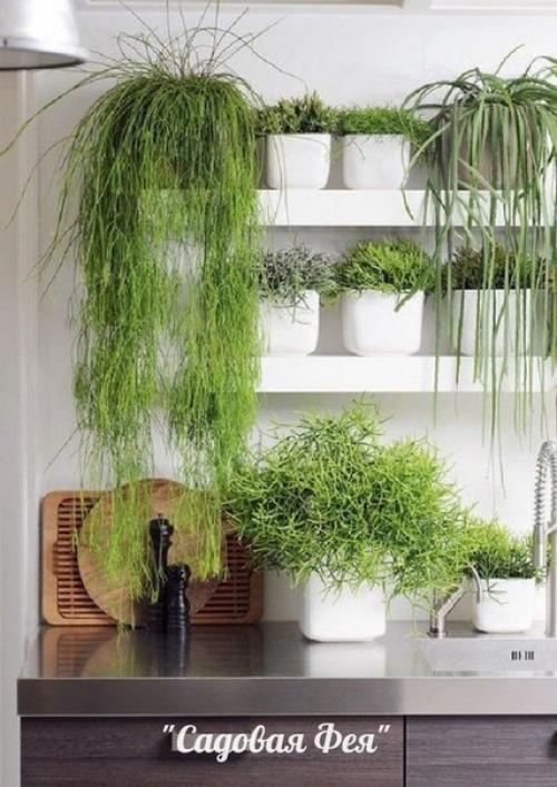 Как выращивать зелень и душистые травы на кухне. 02