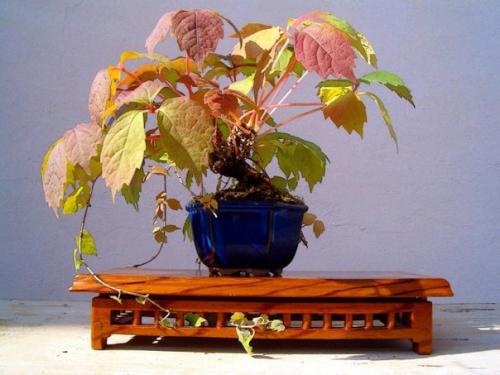 Виноградовник, или ампелопсис - лиана с разноцветными ягодами. 03