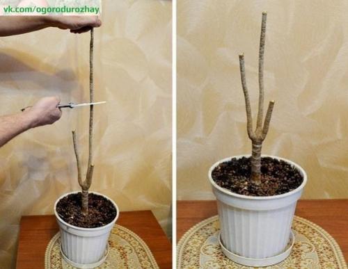 Как обновить драцену? 02 Как обновить драцену? 02