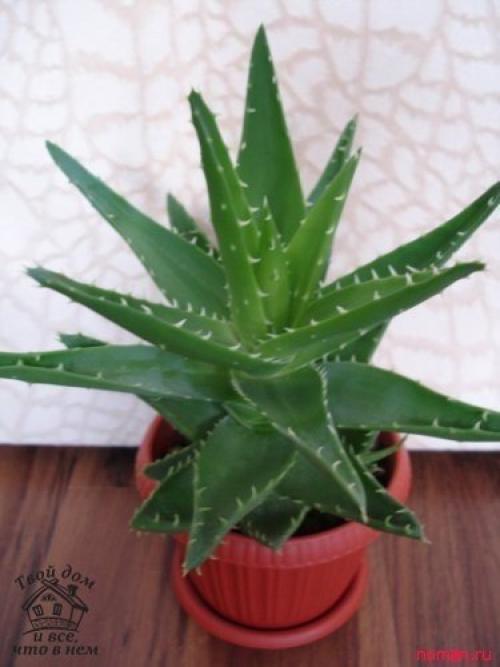 Топ - 10 комнатных растений, которым нужен минимальный уход. 02 Топ - 10 комнатных растений, которым нужен минимальный уход. 02