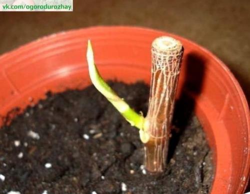 Как обновить драцену? 04 Как обновить драцену? 04