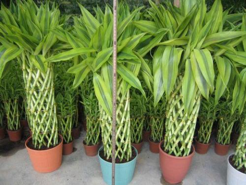 Как вырастить бамбук из отростка.