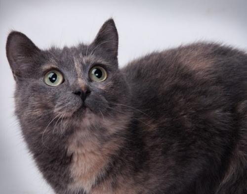 Это молодая и невероятно симпатичная кошечка по имени дама. 01