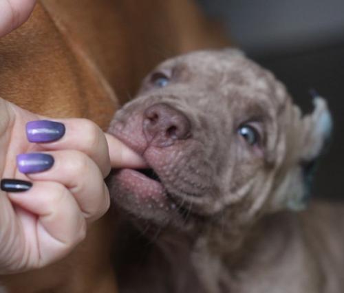 Продам триста тонн тротила (с); жизнерадостного лапушку - сыночка американского пит - бультерьера. 01