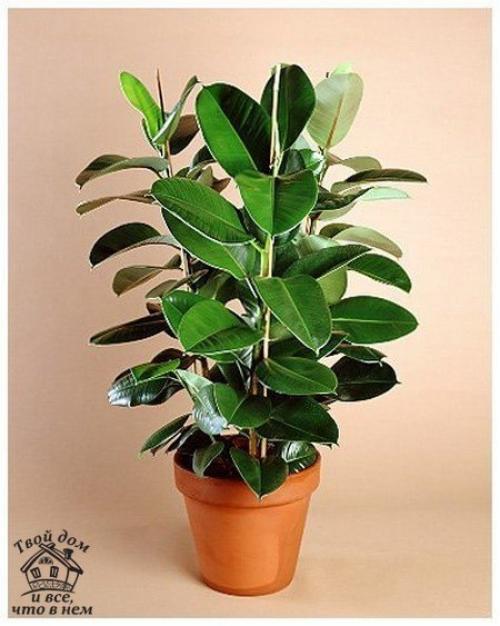 Топ - 10 комнатных растений, которым нужен минимальный уход. 09 Топ - 10 комнатных растений, которым нужен минимальный уход. 09