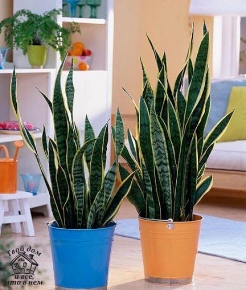 Топ - 10 комнатных растений, которым нужен минимальный уход. 07 Топ - 10 комнатных растений, которым нужен минимальный уход. 07