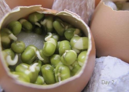 А вы уже таких смешных человечков вырастили? 04