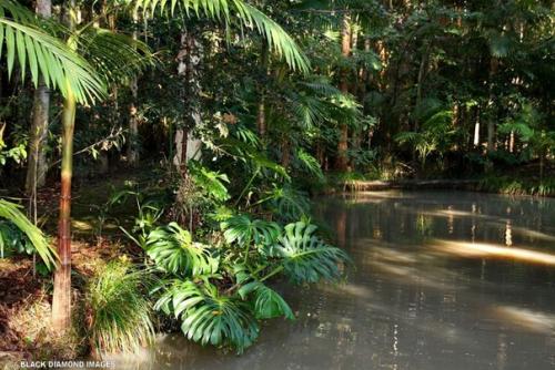 Ли монстера ядовита? 02