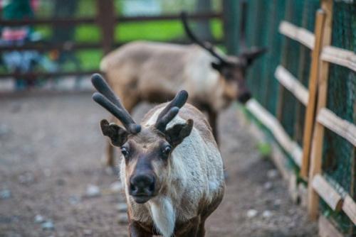 Елагин остров: все самое интересное. 01