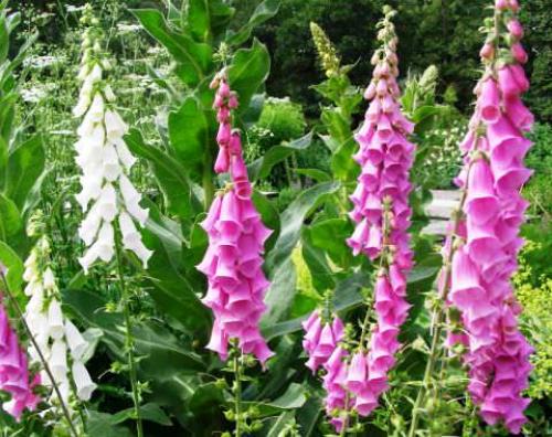 Наперстянка. Цветочнаясемья садовые.