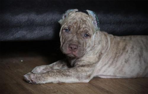 Продам триста тонн тротила (с); жизнерадостного лапушку - сыночка американского пит - бультерьера. 02