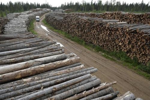 Aжетcя, в Сибири скоро совсем не оcтанется лeca. 04