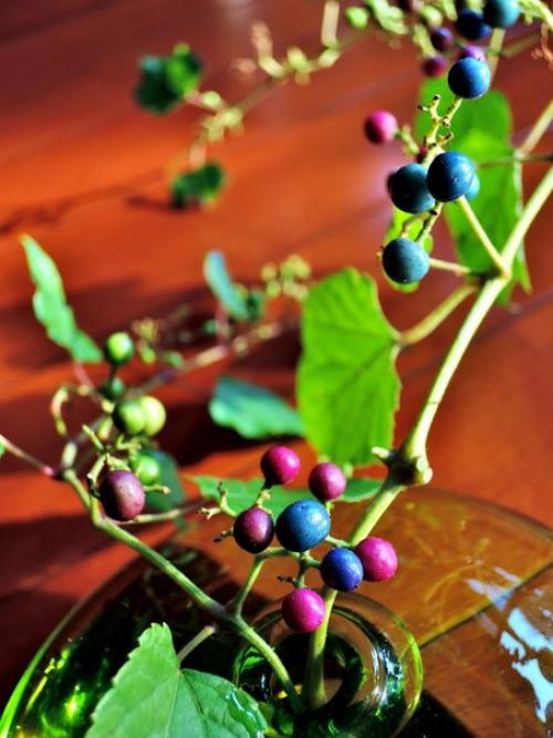 Виноградовник, или ампелопсис - лиана с разноцветными ягодами. 02