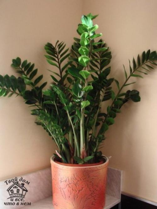 Топ - 10 комнатных растений, которым нужен минимальный уход. 04 Топ - 10 комнатных растений, которым нужен минимальный уход. 04
