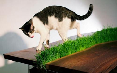 Рубрика: очумелые ручки. 01