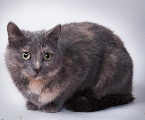 Это молодая и невероятно симпатичная кошечка по имени дама. 02