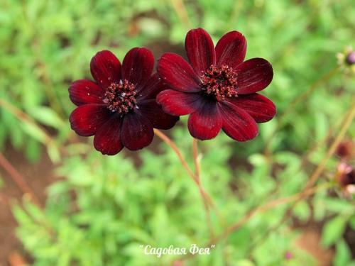 Шоколадная космея - цветок с запахом шоколада. 04