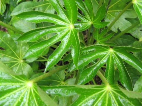 Фатсия - неприхотливая японка? 07