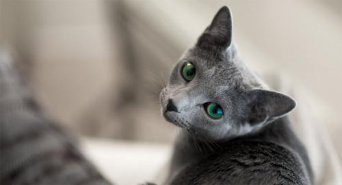 Краткое описание породы: 04