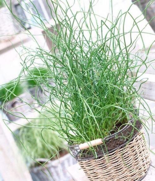 Джункус (ситник).  Такое растение, как джункус или ситник является чем-то новым и не совсем обычным для дизайна интерьеров. 07