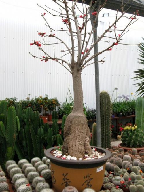 Брахихитон - король бутылочных деревьев? 04