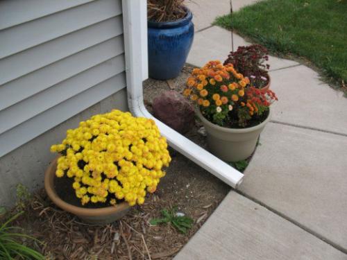 Секреты выращивания горшечных хризантем. 03