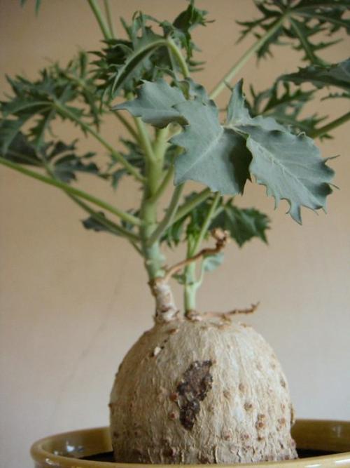 Ятрофы и их спорная репутация? 03