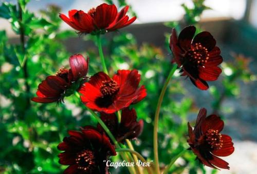 Шоколадная космея - цветок с запахом шоколада. 01