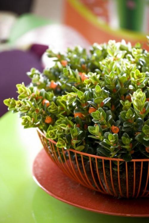 Нематантусы - эффектные красавцы с золотыми рыбками? 05