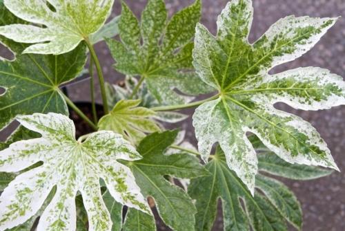 Фатсия - неприхотливая японка? 08