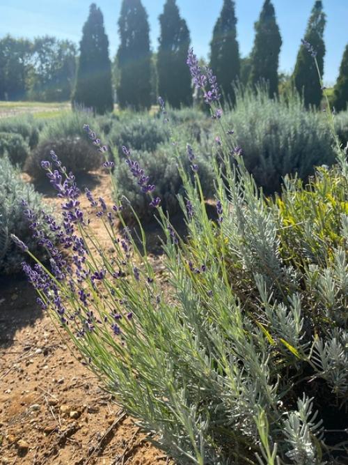 1 место в номинации: Кухня в Интерьере Квартиры. 04