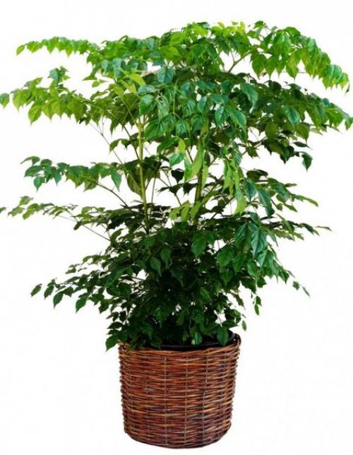 Радермахера - изумрудная королева? 02