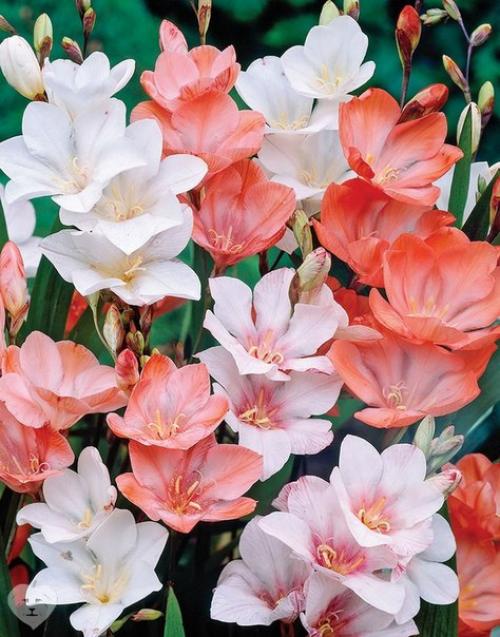 Тритония - красивое луковичное растение, напоминающее миниатюрный гладиолус, принадлежит семейству ирисовых или касатиковых. 01