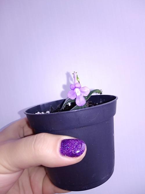 Продам.  Стрептокарпелла - многолетнее ампельное растение, обладает высокой декоративностью даже не цветущая. 03