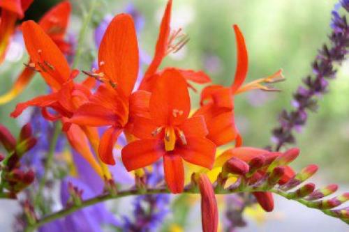 Тритония - красивое луковичное растение, напоминающее миниатюрный гладиолус, принадлежит семейству ирисовых или касатиковых. 02