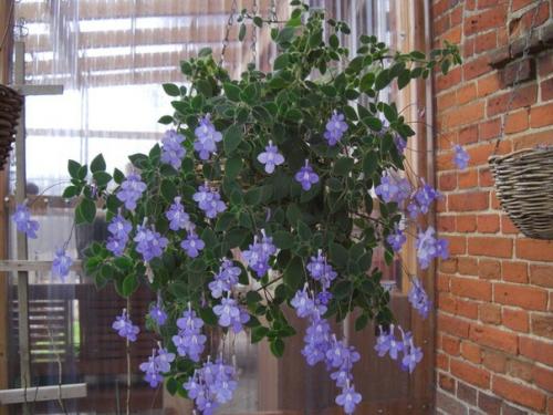 Продам.  Стрептокарпелла - многолетнее ампельное растение, обладает высокой декоративностью даже не цветущая. 05