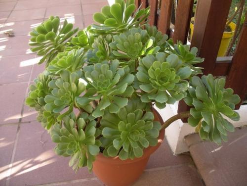 Вечные эониумы и их непростой характер? 06