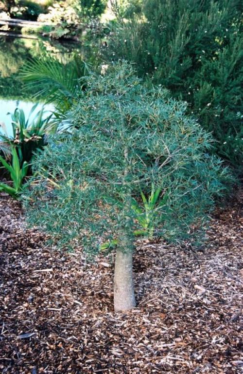 Брахихитон - король бутылочных деревьев? 02