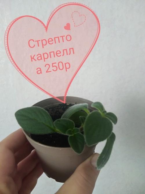 Продам.  Стрептокарпелла - многолетнее ампельное растение, обладает высокой декоративностью даже не цветущая. 04