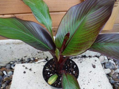 Энсета - декоративный абиссинский банан. 04