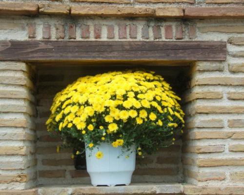 Секреты выращивания горшечных хризантем. 05