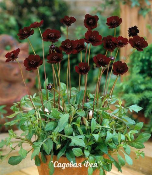 Шоколадная космея - цветок с запахом шоколада. 05