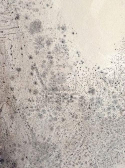 Причины возникновения грибков плесени и методы борьбы с ними. 05 Причины возникновения грибков плесени и методы борьбы с ними. 05